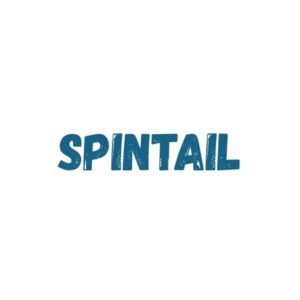 Spintail