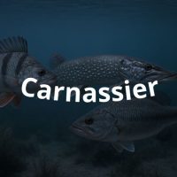 Carnassier
