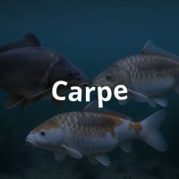 Carpe