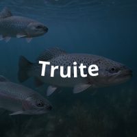Truite